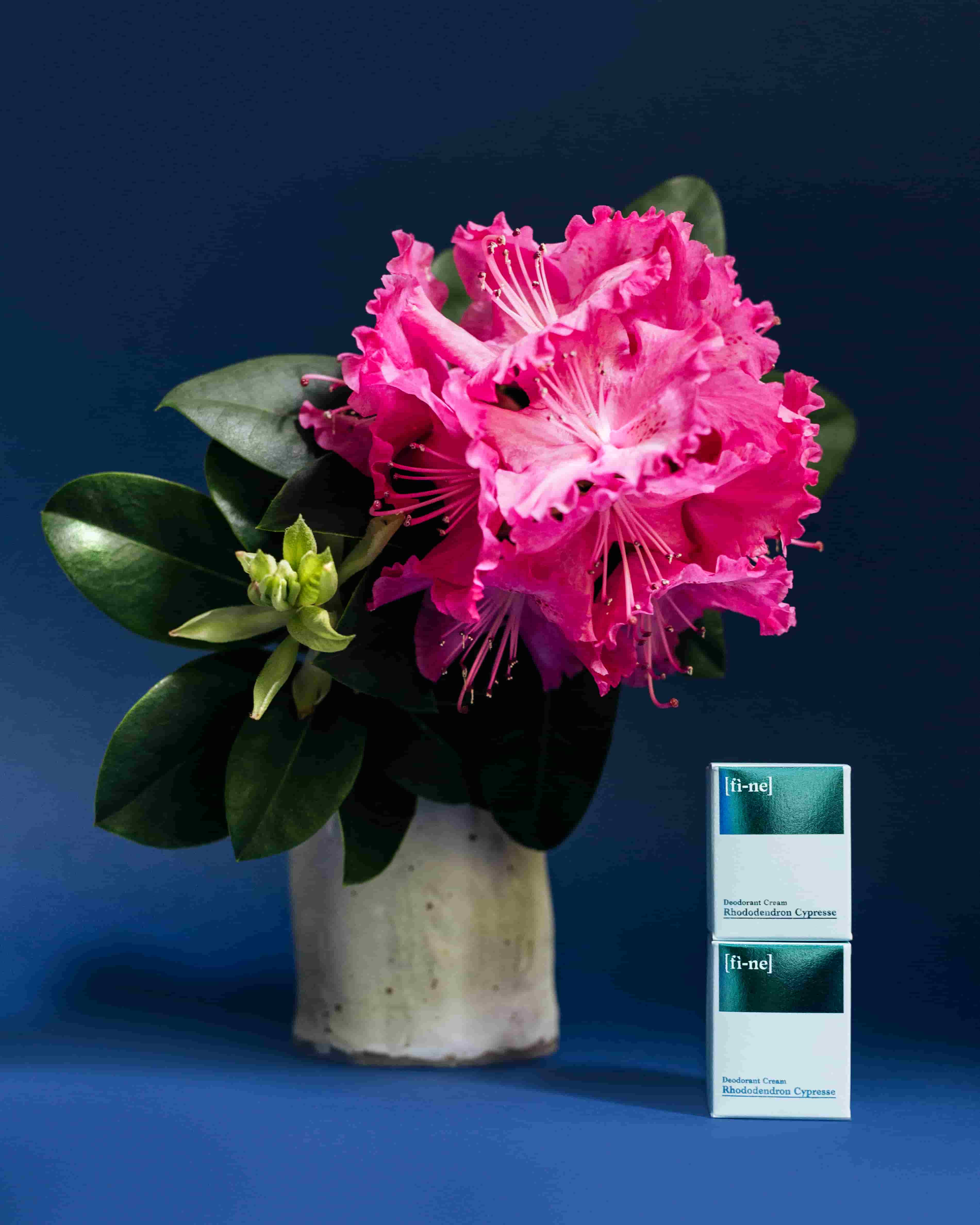 Rhododendron Cypress