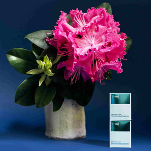 Rhododendron Cypress – Deocreme