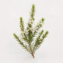 Kunzea