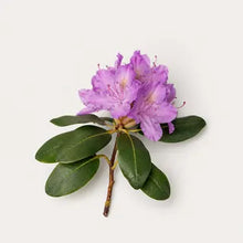 Rhododendron